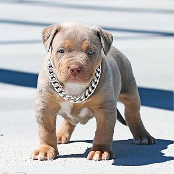 IcedOut Silver Collar Dog Chain Cuban Link