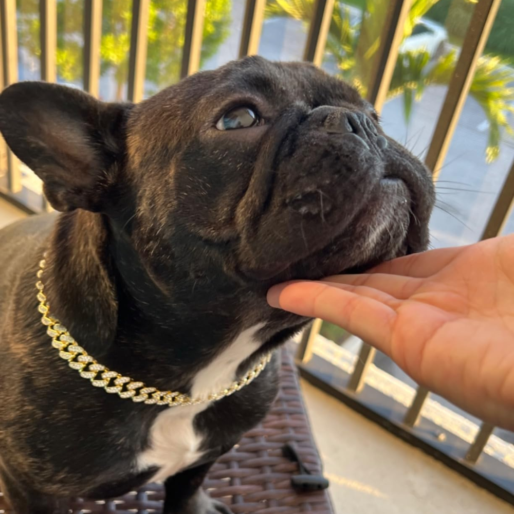 IcedOut Silver Collar Dog Chain Cuban Link